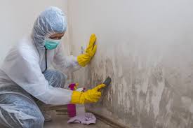 Best Commercial Mold Inspection in Imperial, MO